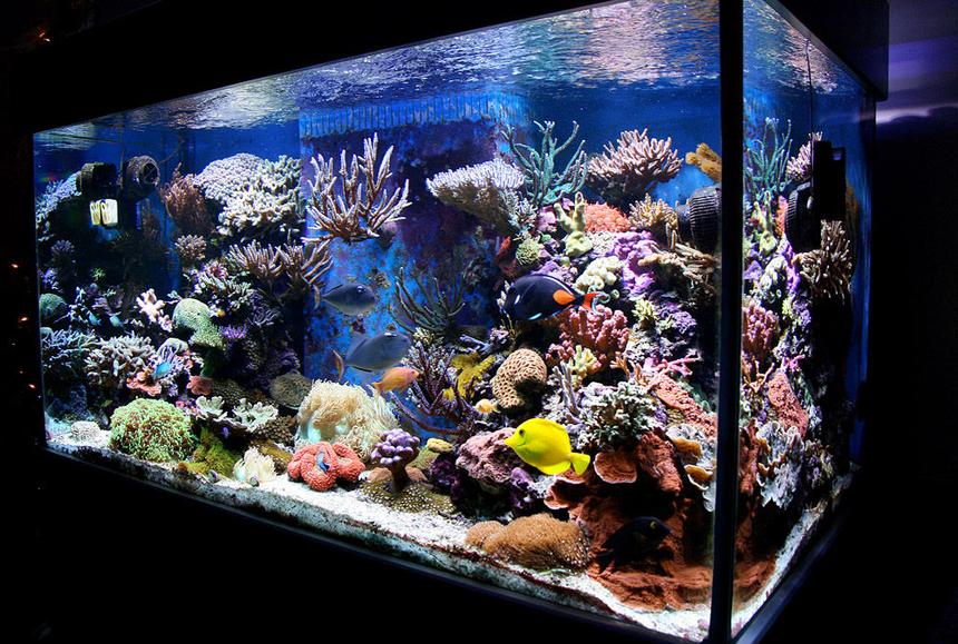 Rated #1: 210 Gallons Reef Tank - my tank (Jan 08)