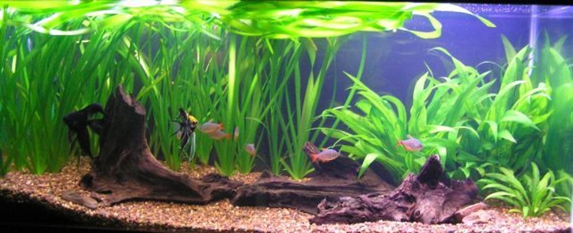 75 gallons planted tank (mostly live plants and fish) - 2 Angels 7 Colombian tetras 4 Otos