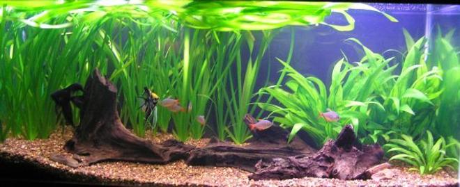 75 gallons planted tank (mostly live plants and fish) - 2 Angels
7 Colombian tetras
4 Otos