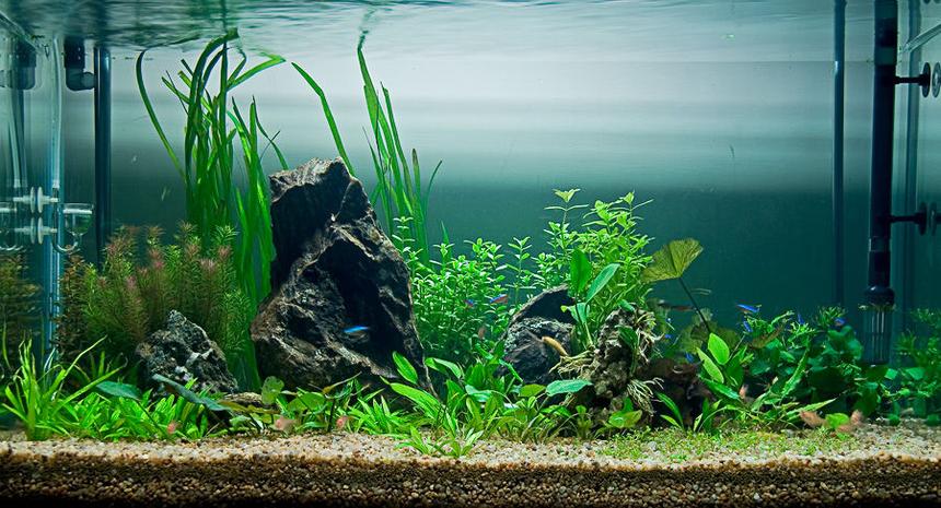 Rated #100: 65 Gallons Planted Tank - Planted tank with cardinals, tetras, loaches