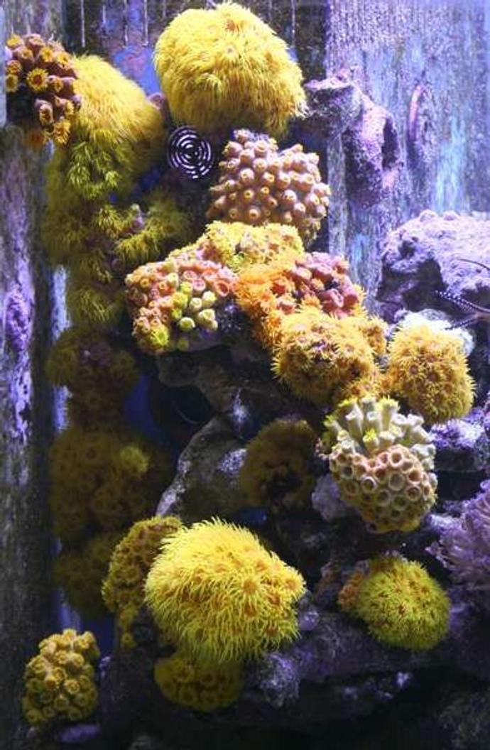 corals inverts - tubastrea faulkneri - yellow sun coral stocking in 400 gallons tank - Sun Coral Zone

All fed Daily using Frozen Mysis and Cyclop-eeze to entice them out.  Had some die back in the early days but now I've got the feeding sussed they are recovering very well and even new heads are growing.