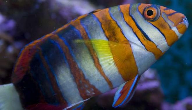 saltwater fish - choerodon fasciatus - harlequin tusk stocking in 400 gallons tank - Australian Harlequin Tuskfish