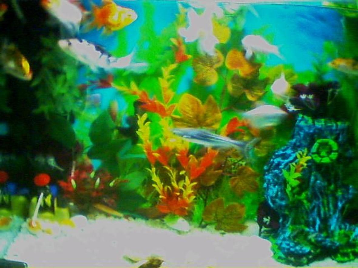 20 gallons freshwater fish tank (mostly fish and non-living decorations) - aq