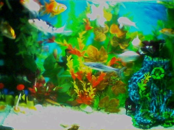 20 gallons freshwater fish tank (mostly fish and non-living decorations) - aq