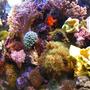 fish tank picture - Flame Angel and Corals