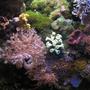 fish tank picture - Various corals