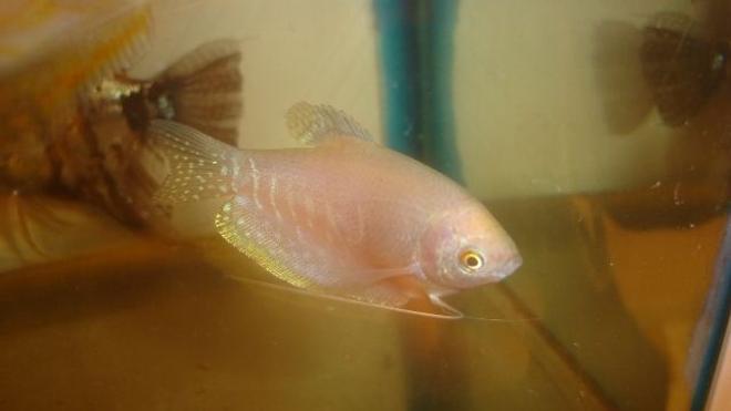 freshwater fish - trichogaster trichopterus - opaline gourami stocking in 70 gallons tank - femelle guramie