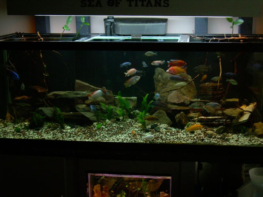 Rated #1750: 200 Gallons Freshwater Fish Tank - SeaOfTitans LakeMalawi
Haps Peacocks Mbunas

Haps
3-:Electric Blue Ahli: 
	(M)-Haplochromis Sciaenochromis fryeri (Maleri Is.)
	(F)-Sciaenochromis fryeri (Chewere)
	(M/o)-Sciaenochromis fryeri (Likoma Is.)
2-:Fusco: (?/?)Nimbochromis fuscotaeniatus
Peacocks
1-:Regal Peacock:  (M)-Aulonocara hansbaenschi
1-:SunShine Peacock: (M)-Gold Peacock Hybrid 
1-:Wild: (M)-Aulonocara brevindus
1-:Eureka:(M)-Aulonocara jacobfreibergi "Eureka" 
2-:Red Empress: 
	(M)-Protomelas taeniolatus (Namalenje Is.) 
	(F)-Protomelas taeniolatus (Namalenje Is.)
2-:(F):Aulonocara jacobfreibergi "Otter Point"
1-YellowJacket: (?)Aulonocara baenschi 
2:RedPeacock: 
	(M)-Aulonocara (Rubescens)
	(F)-Aulonocara (Rubescens)

Mbuna's
3-:Red Top's: 
	(M/os)-Metriaclima pyrsonotos 
	(M/rs)--Metriaclima pyrsonotos 
	(F/rs)--Metriaclima pyrsonotos 
1-:AlbinoRTZ: -(F/a)Metriaclima greshakei (Albino)
1-: (M/ys)-Metriaclima greshakei 
1-:(M)-Pseudotropheus sp. "Elongatus Ndumbi" 
1-:(M)-Pseudotropheus socolofi
3-:(M/M/F):Melanochromis cyaneorhabdos 
4-:RedZebra:
	(F)-Pseudotropheus estherae 
	(M)-Pseudotropheus estherae 
	(?)-Pseudotropheus estherae 
	(?)-Pseudotropheus estherae 
1-:AlbinoRedZebra: (?)Pseudotropheus estherae 
1-:(?):Metriaclima sp. "Blue Reef" 
1-OB KakiColors:(?)Metriaclima callainos (OB)
1-:(?):YellowPetrotilapia sp. "mumbo yellow"
1-:(?): Pseudotropheus sp. "ElongatusYellowtail" 
35Total


Frys
Aulonocara Jacobreibergi X Aulonocara Hansbaenshi
Metriaclima Pyrsonotos X Metriaclima Pyrsonotos
Metriaclima Pyrsonotos X Metriaclima Greshakei
Metriaclima Greshakei "Albino" X Metriaclima Pyrsonotos
Pseudotropheus estherae X Metriaclima Pyrsonotos 
Pseudotropheus estherae X Pseudotropheus estherae
Sciaenochromis Fryeri(Chewere) X Sciaenochromis Fryeri(Likomals)