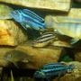 freshwater fish - melanochromis auratus - auratus cichlid stocking in 125 gallons tank - It's a feeding frenzy!
