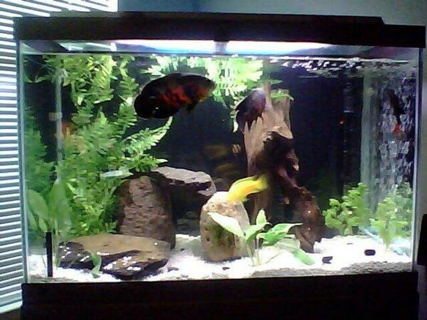 Rated #1489: 65 Gallons Freshwater Fish Tank - First shot.