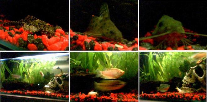 planted tank (mostly live plants and fish) - my first tank now in the shed