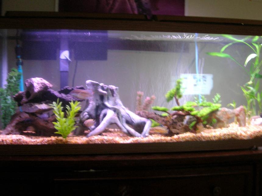 Rated #2549: 55 Gallons Freshwater Fish Tank - 55 gallon tank with a verity of cichlids.  All from lake tanganyika and Lake Malawi