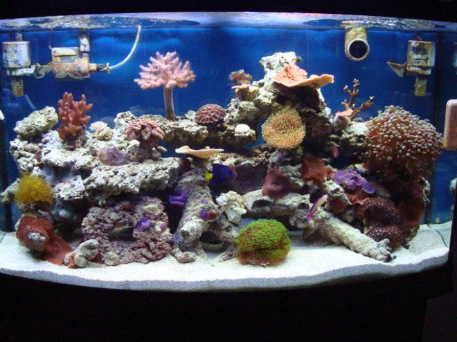 46 gallons reef tank (mostly live coral and fish) - My Piece of the Ocean