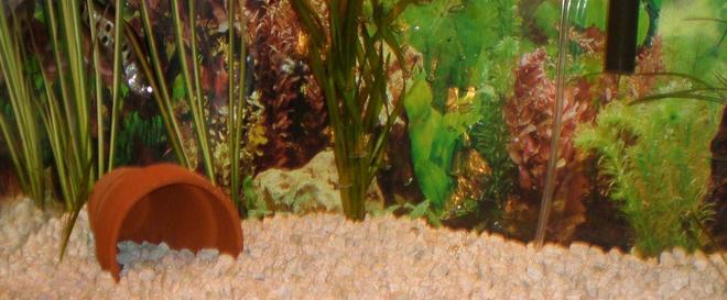 29 gallons planted tank (mostly live plants and fish) - 10 GALLON