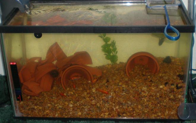 29 gallons freshwater fish tank (mostly fish and non-living decorations) - 10 GALLON