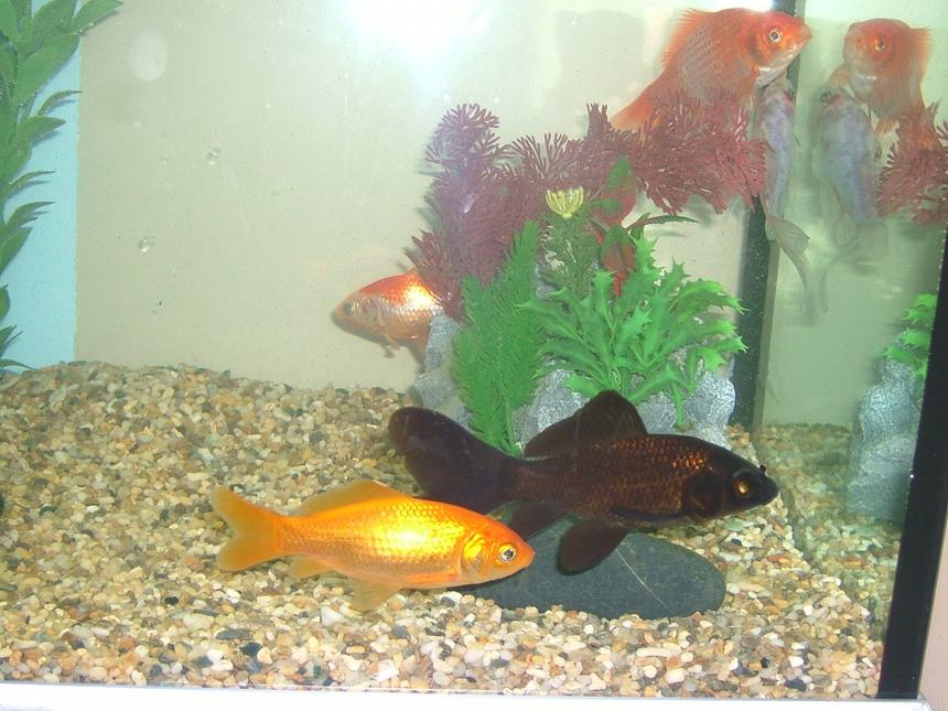 Rated #2169: Freshwater Fish - Carassius Auratus - Red & White Ryukin Goldfish Stocking In 25 Gallons Tank - Flapjack and Sideboard