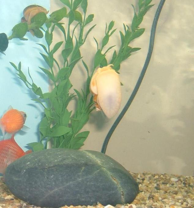 freshwater fish - carassius auratus - crown pearlscale goldfish stocking in 25 gallons tank - Happy snails :D