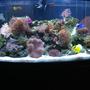 72 gallons reef tank (mostly live coral and fish) - our tank