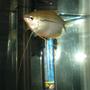 freshwater fish - trichogaster leeri - pearl gourami stocking in 29 gallons tank - PEARL.G