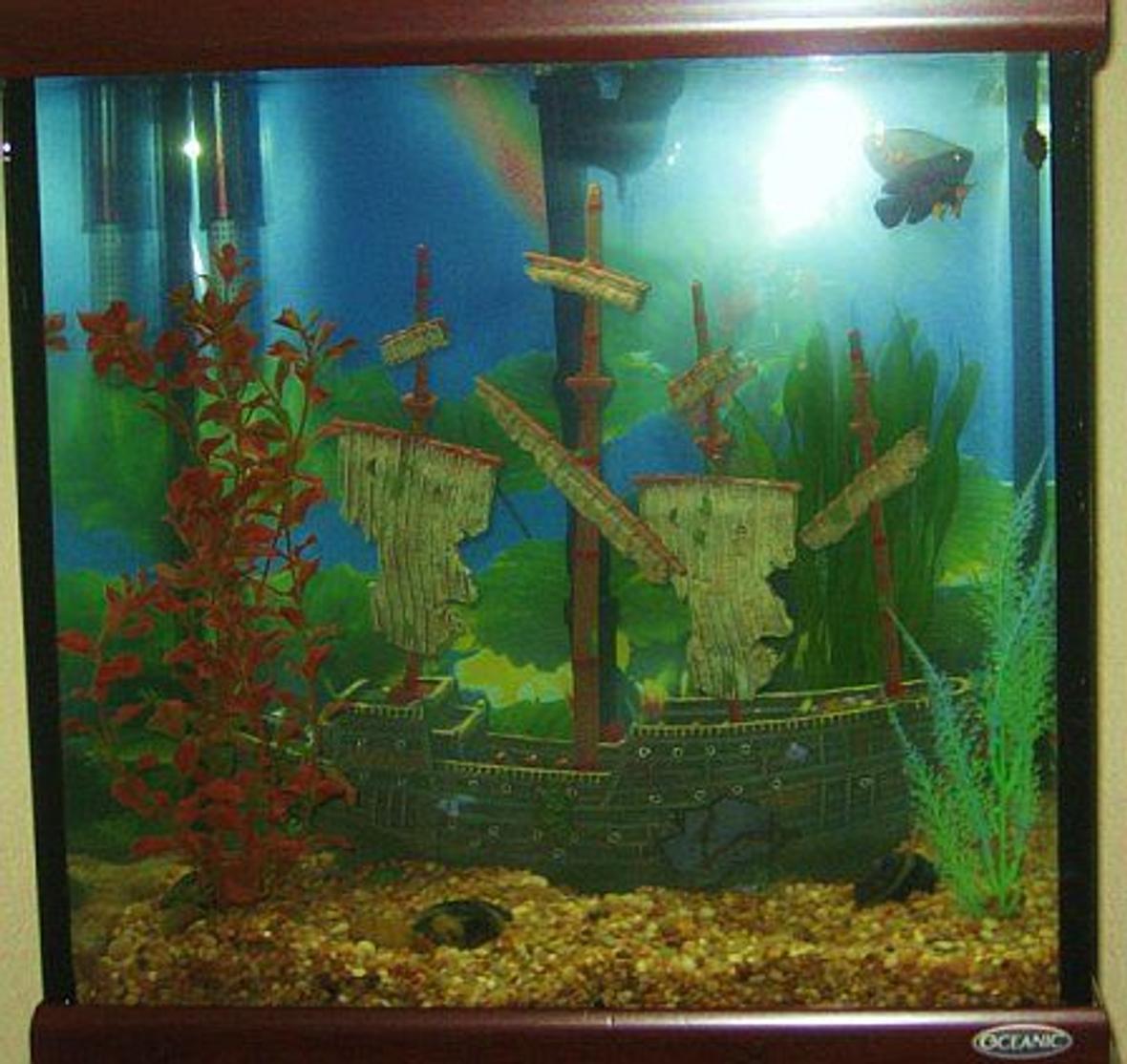 30 gallons freshwater fish tank (mostly fish and non-living decorations) - Shipwrecked
