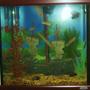 30 gallons freshwater fish tank (mostly fish and non-living decorations) - Shipwrecked