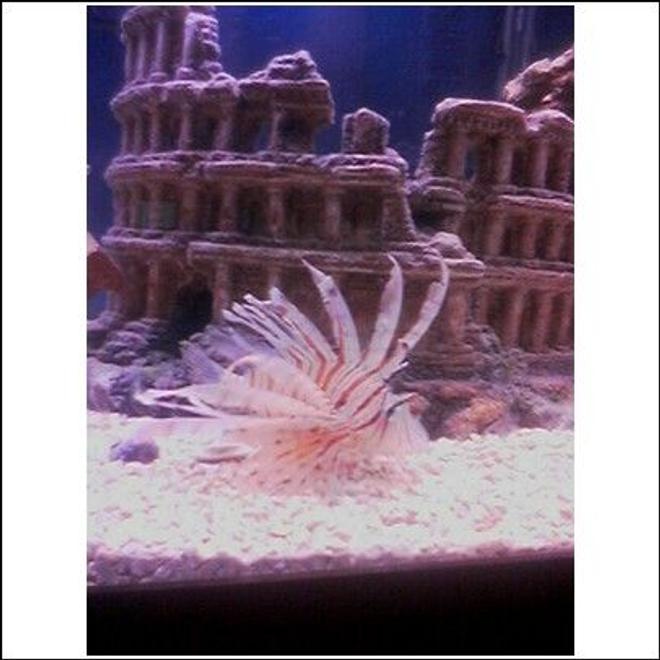 saltwater fish - pterois volitans - volitan lionfish stocking in 75 gallons tank - Lion Fish