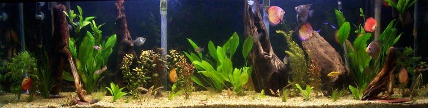 Rated #122: 125 Gallons Planted Tank - 125 gal in wall