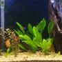 125 gallons planted tank (mostly live plants and fish) - 125 gal in wall