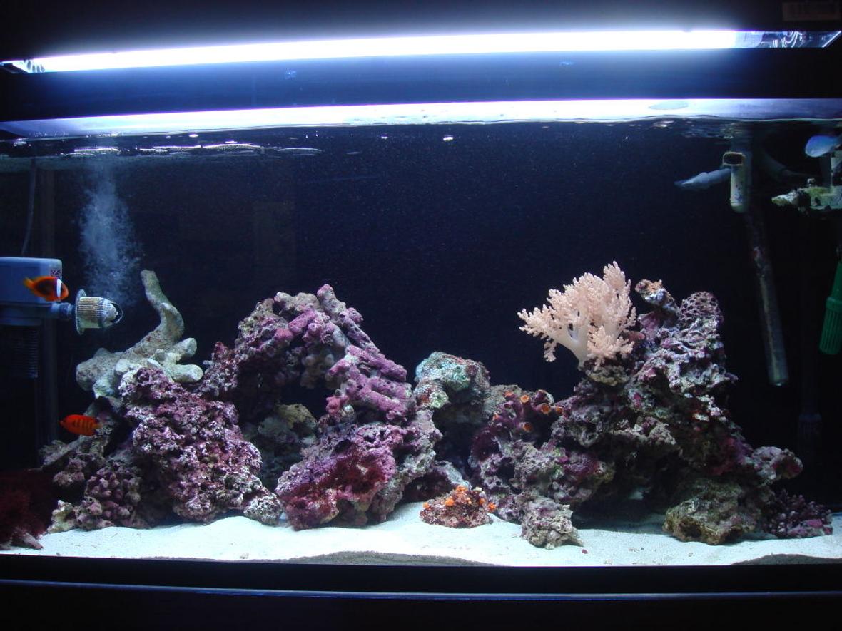 85 gallons saltwater fish tank (mostly fish, little/no live coral) - 85 gallon bought it here in japan, SUMP sits on top of tank very unique.