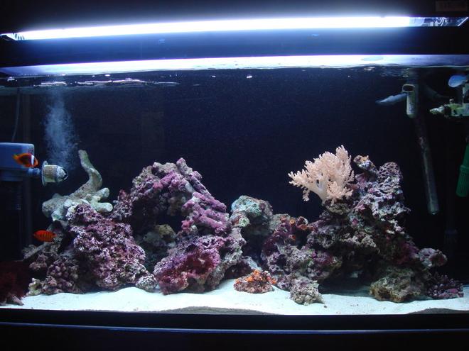 85 gallons saltwater fish tank (mostly fish, little/no live coral) - 85 gallon bought it here in japan, SUMP sits on top of tank very unique.