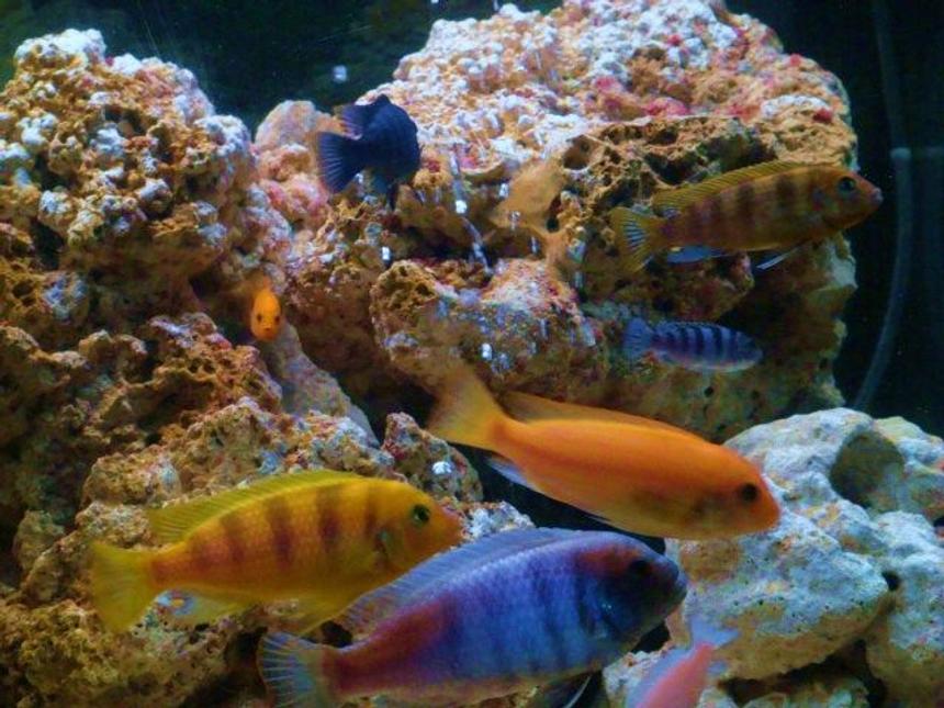 Rated #1048: Freshwater Fish - Metriaclima Lombardoi - Kenyi Cichlid Stocking In 75 Gallons Tank - juZt shOWin oFF !