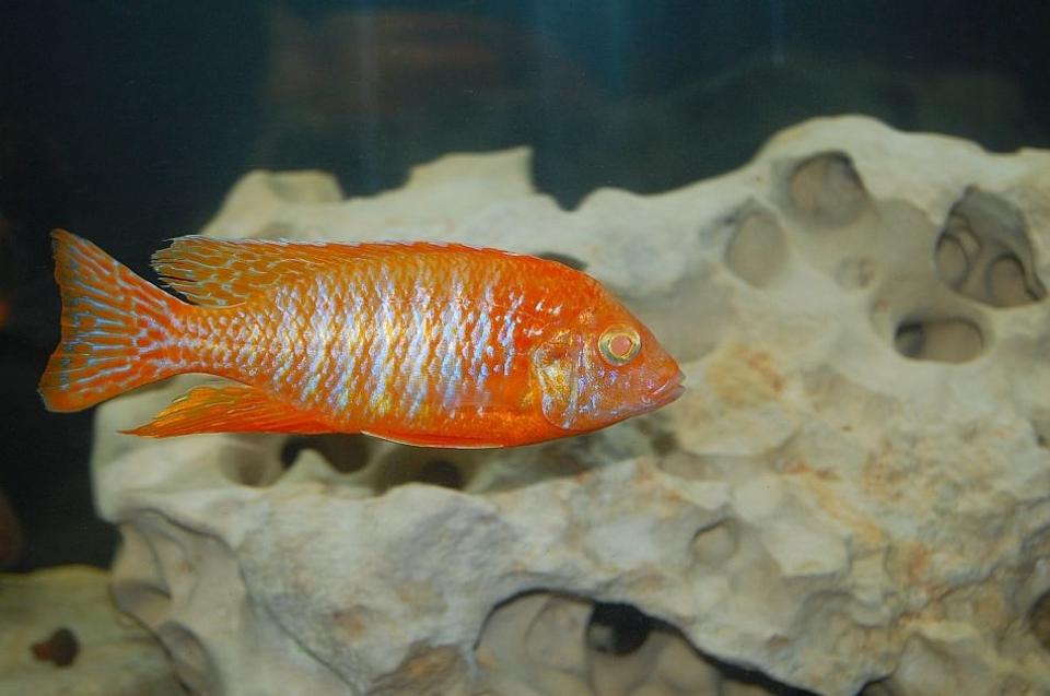 freshwater fish - aulonocara sp. - strawberry peacock cichlid stocking in 55 gallons tank - my strawberry albino peacock