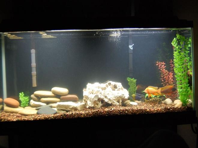 55 gallons freshwater fish tank (mostly fish and non-living decorations) - my new setup.. still deciding between the holey rock if i should do all holey rock all the way across or all lake rocks across