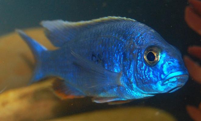 freshwater fish - sciaenochromis fryeri - electric blue hap stocking in 55 gallons tank - my electric blue hap
