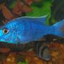 freshwater fish - sciaenochromis fryeri - electric blue hap stocking in 55 gallons tank - electric blue hap