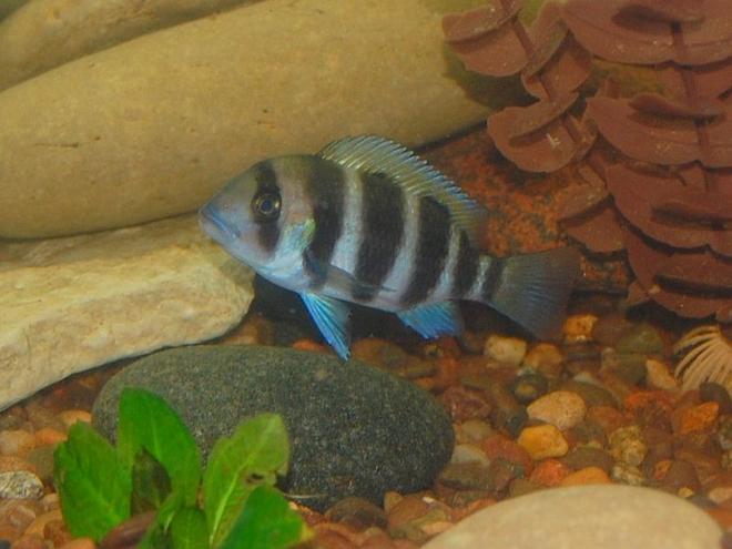 freshwater fish - cyphotilapia frontosa - frontosa cichlid stocking in 55 gallons tank - baby frontosa