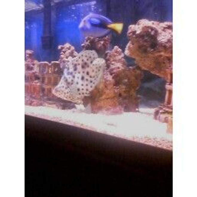 saltwater fish - cromileptes altivelis - panther grouper stocking in 75 gallons tank - Grouper, & Blue tang