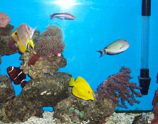 saltwater fish - zebrasoma flavescens - yellow tang - hawaii stocking in 55 gallons tank - my fish