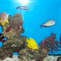 saltwater fish - zebrasoma flavescens - yellow tang - hawaii stocking in 55 gallons tank - my fish