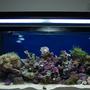 60 gallons reef tank (mostly live coral and fish) - 60 gal reef