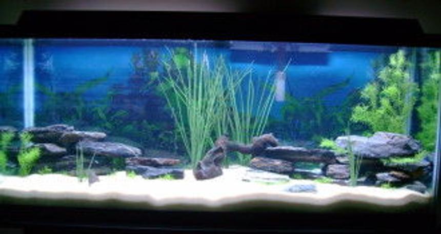 Rated #1909: 55 Gallons Freshwater Fish Tank - 55 Gal getting ready for the fish... Any suggestions welcome!