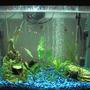 25 gallons planted tank (mostly live plants and fish) - PLEASE TELL ME WHAT YOU THINK!! PLEASE:) i don't have my digital camera so had to use my web cam sorry when i get me camera back ill post a new one... First tank 25 gallons 11 Tiger barbs 2 Rosy barbs 2 Sliver tipped tetras 1 Frog My most liked fish 2 Rainbow Sharks and 1 Angel fish