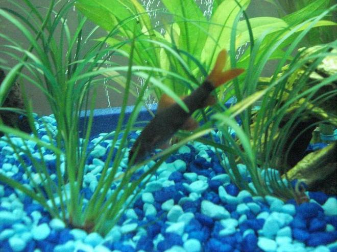 freshwater fish - epalzeorhynchos frenatus - rainbow shark stocking in 25 gallons tank - Rainbow shark