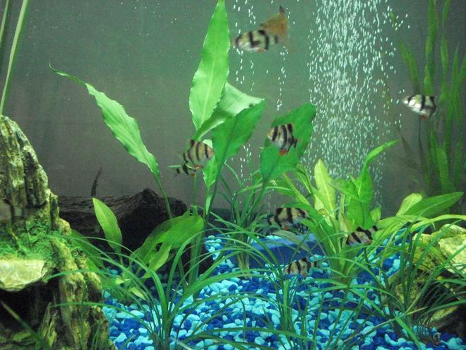 freshwater fish - puntius tetrazona - tiger barb stocking in 25 gallons tank - my tiger barbs