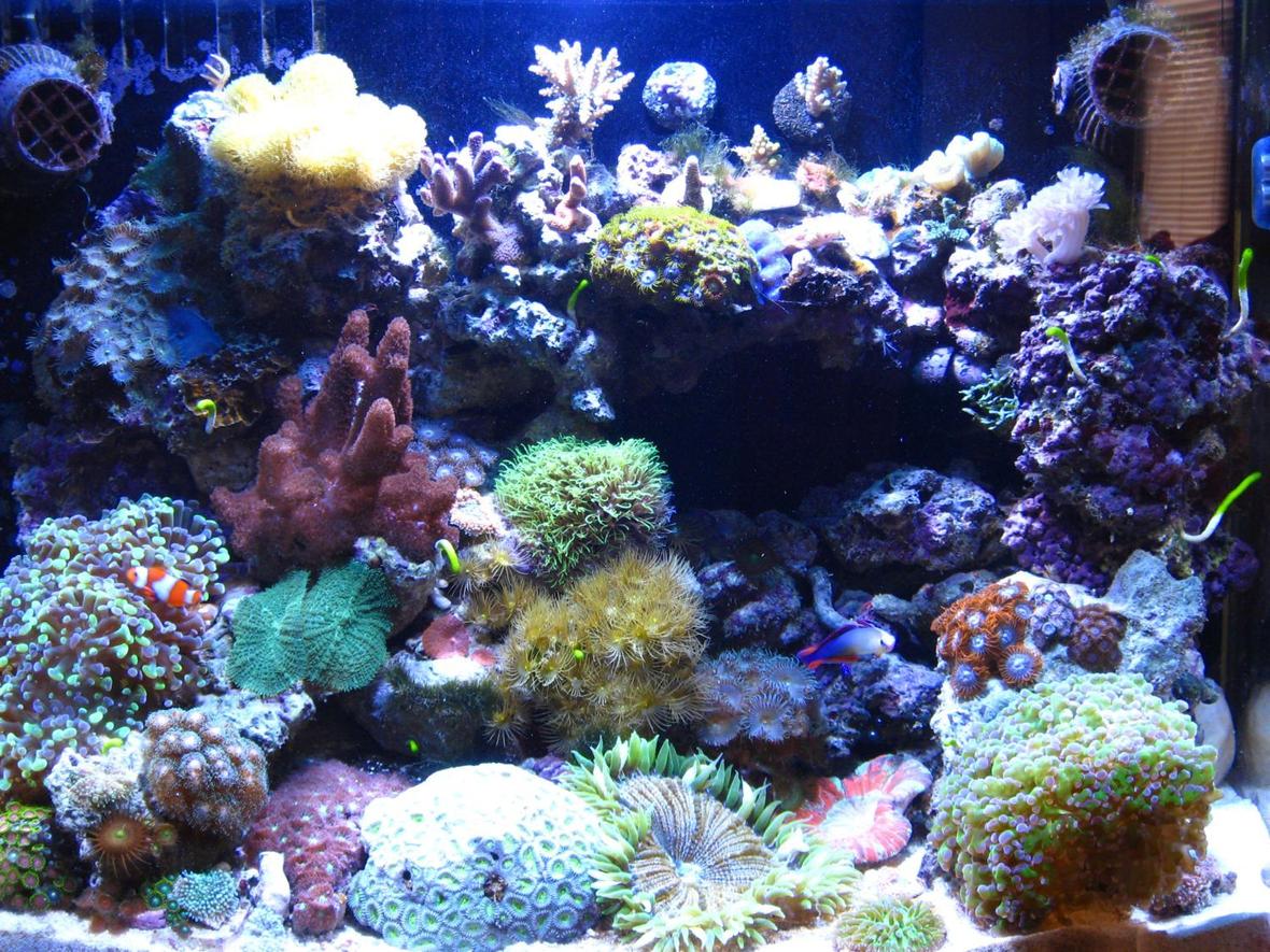 34 gallons reef tank (mostly live coral and fish) - My 34 Gallon Cadlight at 5 1/2 Months