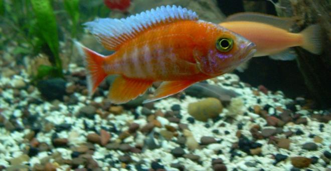 freshwater fish - aulonocara jacobfreibergi - eureka red stocking in 200 gallons tank - This is my F1 Eurka Peacock Cichlid "Aulonocara jacobfreibergi" who is 9months old. Love the long fins and the Surf.
