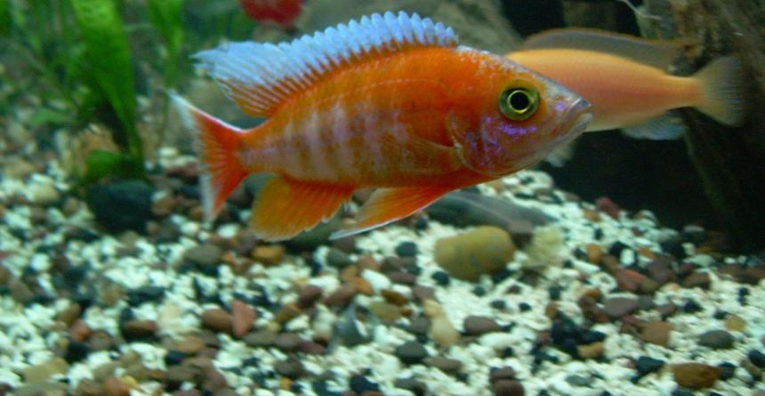 Rated #62: Freshwater Fish - Aulonocara Jacobfreibergi - Eureka Red Stocking In 200 Gallons Tank - This is my F1 Eurka Peacock Cichlid "Aulonocara jacobfreibergi" who is 9months old. Love the long fins and the Surf.