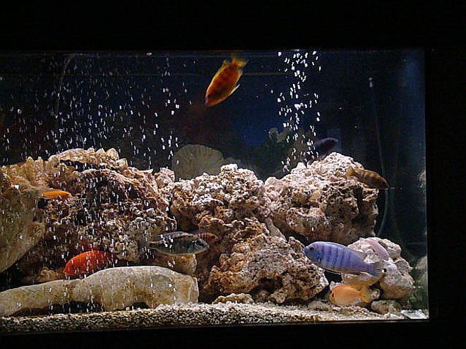 75 gallons freshwater fish tank (mostly fish and non-living decorations) - i loVe mY fiSH