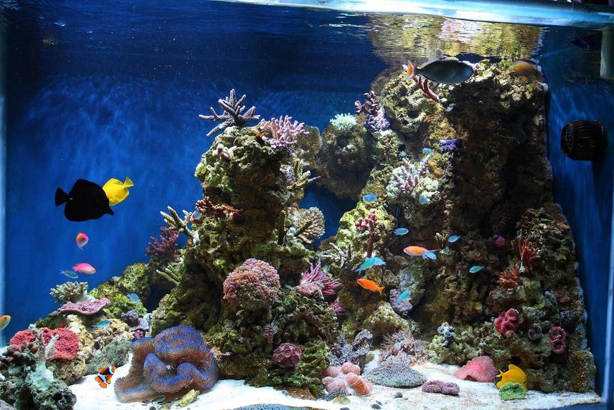 Rated #23: 180 Gallons Reef Tank - Side View