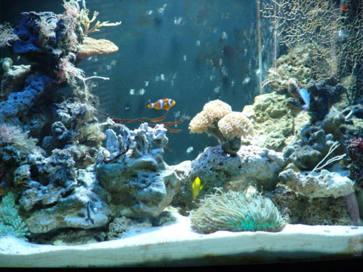 88 gallons reef tank (mostly live coral and fish) - My baby